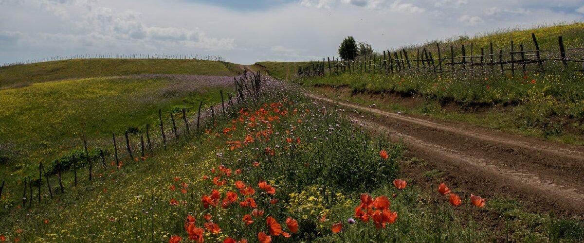 نمای کلی از دشت‌های سرسبز شکردشت تالش زیر آسمان آبی