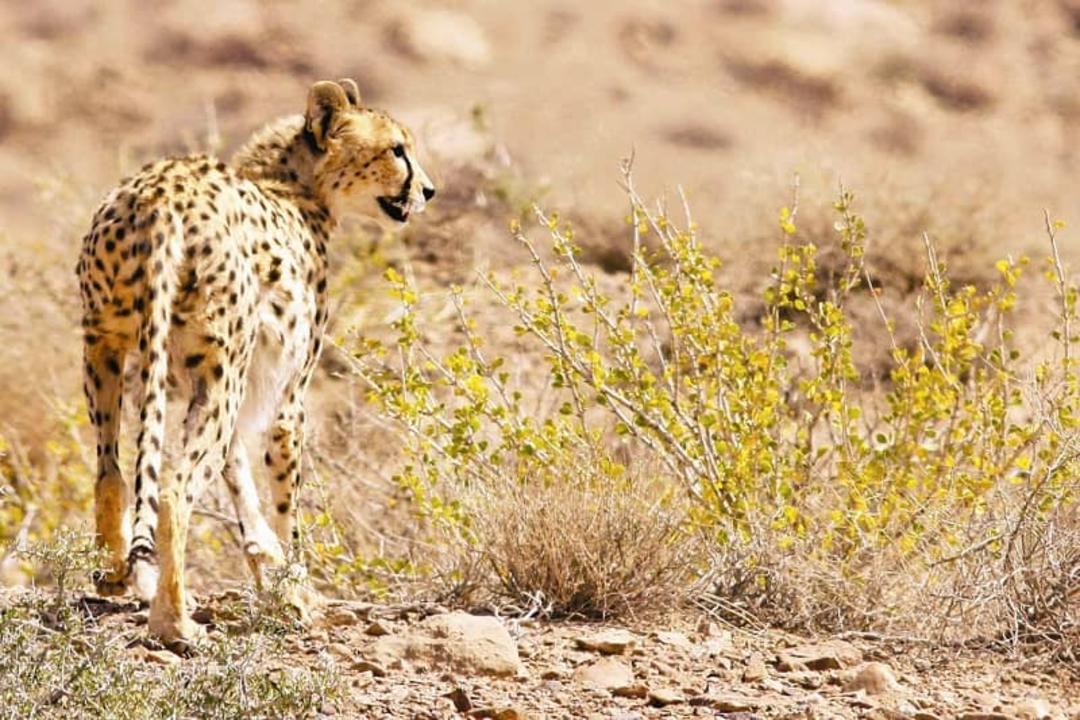 بافت ماسهای دیوارههای تنگه ظلمات
